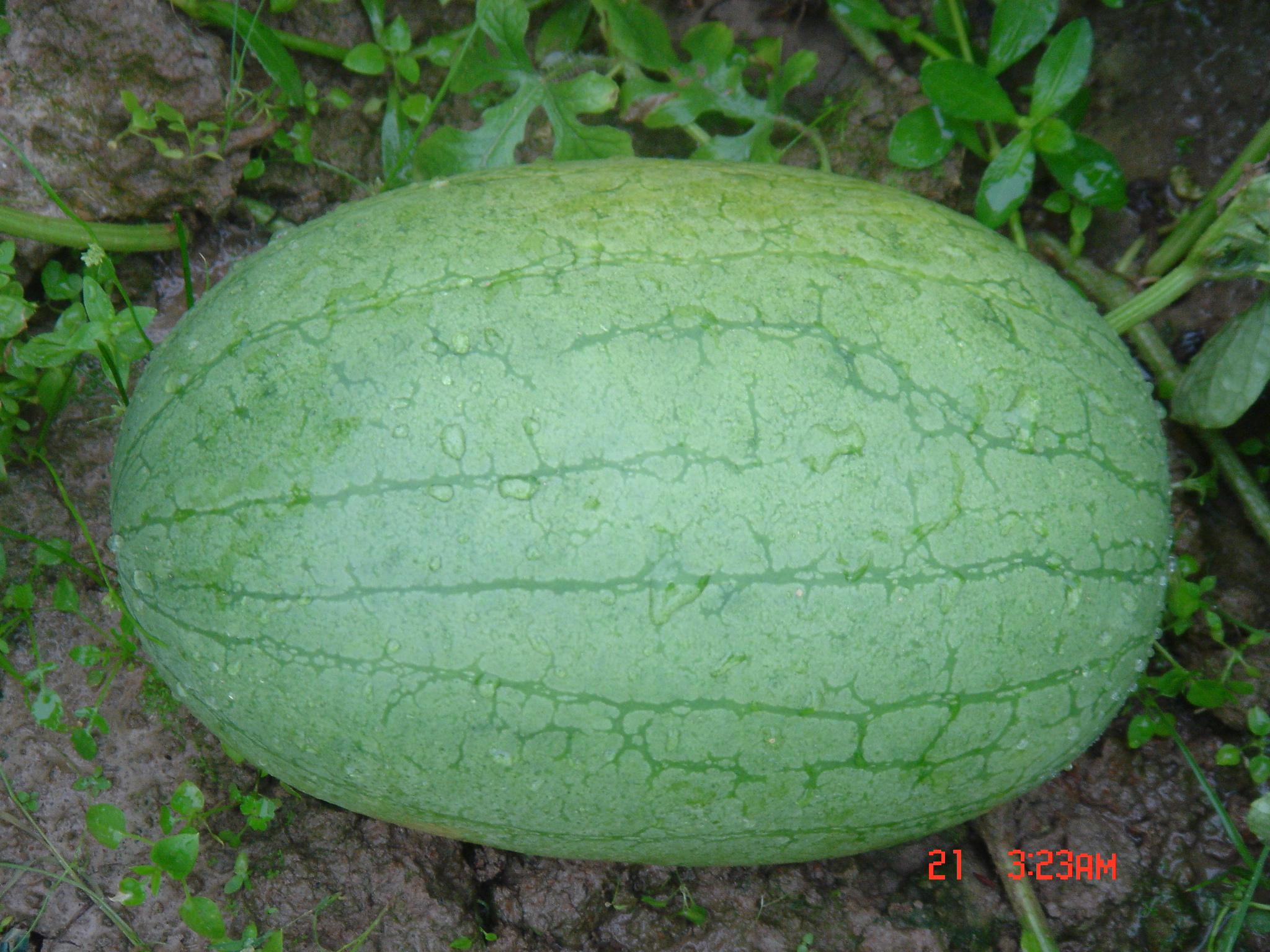 產(chǎn)品名稱