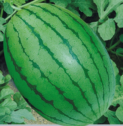 產(chǎn)品名稱